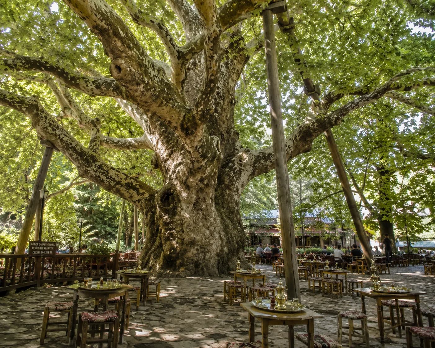 The İnkaya Plane Tree in Bursa